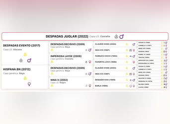 PRE Mix, Hengst, 4 Jaar, 163 cm, Buckskin