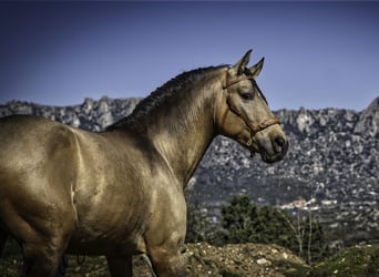 PRE Mix, Hengst, 4 Jaar, 163 cm, Buckskin