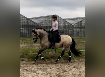 PRE Mix, Hengst, 4 Jaar, 163 cm, Buckskin