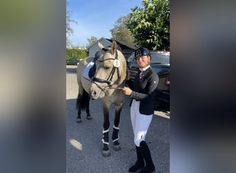 PRE Mix, Hengst, 4 Jaar, 163 cm, Buckskin