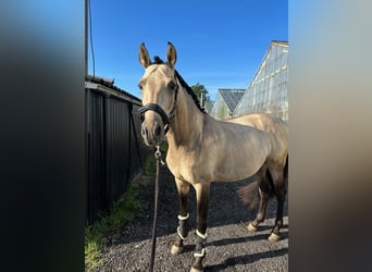 PRE Mix, Hengst, 4 Jaar, 163 cm, Buckskin