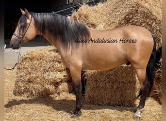 PRE Mix, Hengst, 4 Jaar, 163 cm, Buckskin