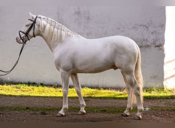 PRE Mix, Hengst, 4 Jaar, 163 cm, Cremello