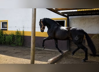 PRE, Hengst, 4 Jaar, 163 cm, Donkerbruin