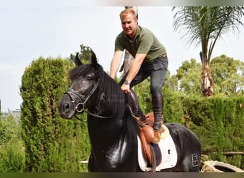 PRE Mix, Hengst, 4 Jaar, 163 cm, Donkerbruin