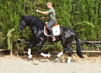 PRE Mix, Hengst, 4 Jaar, 163 cm, Donkerbruin