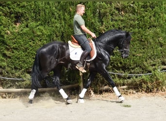 PRE Mix, Hengst, 4 Jaar, 163 cm, Donkerbruin