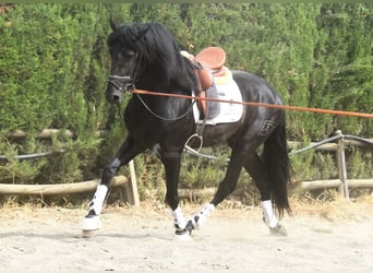 PRE Mix, Hengst, 4 Jaar, 163 cm, Donkerbruin