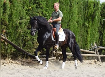 PRE Mix, Hengst, 4 Jaar, 163 cm, Donkerbruin