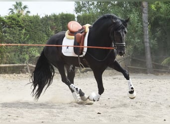 PRE Mix, Hengst, 4 Jaar, 163 cm, Donkerbruin