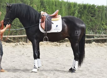 PRE Mix, Hengst, 4 Jaar, 163 cm, Donkerbruin