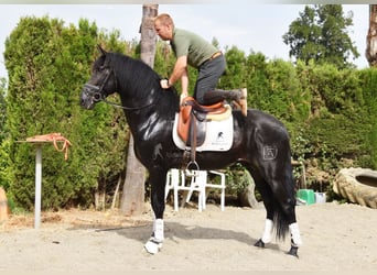 PRE Mix, Hengst, 4 Jaar, 163 cm, Donkerbruin