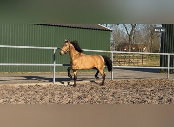 PRE Mix, Hengst, 4 Jaar, 163 cm, Falbe