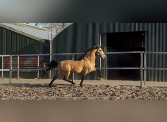 PRE Mix, Hengst, 4 Jaar, 163 cm, Falbe