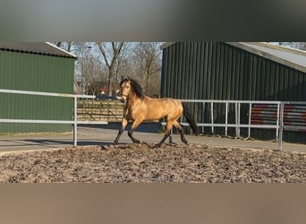 PRE Mix, Hengst, 4 Jaar, 163 cm, Falbe