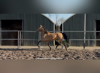 PRE Mix, Hengst, 4 Jaar, 163 cm, Falbe