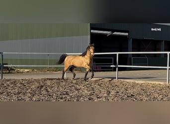 PRE Mix, Hengst, 4 Jaar, 163 cm, Falbe