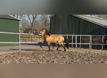 PRE Mix, Hengst, 4 Jaar, 163 cm, Falbe