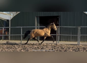 PRE Mix, Hengst, 4 Jaar, 163 cm, Falbe