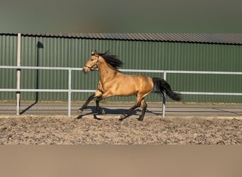 PRE Mix, Hengst, 4 Jaar, 163 cm, Falbe