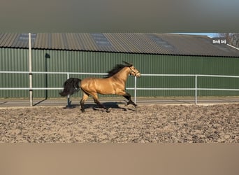 PRE Mix, Hengst, 4 Jaar, 163 cm, Falbe