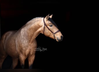 PRE Mix, Hengst, 4 Jaar, 163 cm, Falbe