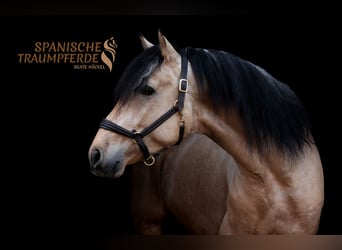 PRE Mix, Hengst, 4 Jaar, 163 cm, Falbe