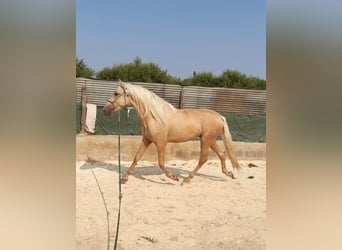 PRE Mix, Hengst, 4 Jaar, 163 cm, Palomino