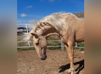 PRE Mix, Hengst, 4 Jaar, 163 cm, Palomino