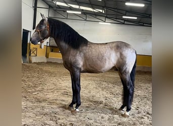 PRE Mix, Hengst, 4 Jaar, 163 cm, Roodbruin