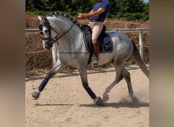 PRE Mix, Hengst, 4 Jaar, 163 cm, Schimmel