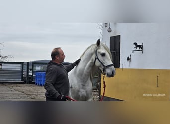 PRE Mix, Hengst, 4 Jaar, 163 cm, Schimmel