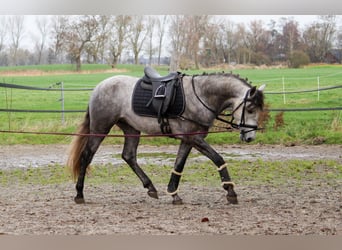 PRE, Hengst, 4 Jaar, 163 cm, Schimmel