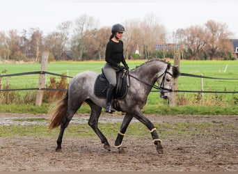 PRE, Hengst, 4 Jaar, 163 cm, Schimmel