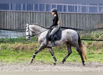 PRE, Hengst, 4 Jaar, 163 cm, Schimmel