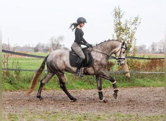 PRE, Hengst, 4 Jaar, 163 cm, Schimmel