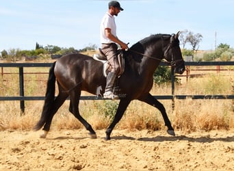 PRE, Hengst, 4 Jaar, 163 cm, Zwart