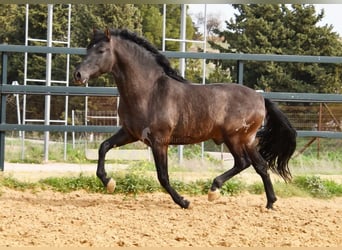 PRE, Hengst, 4 Jaar, 163 cm, Zwart