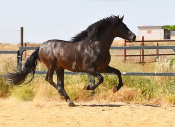 PRE, Hengst, 4 Jaar, 163 cm, Zwart