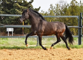 PRE, Hengst, 4 Jaar, 163 cm, Zwart