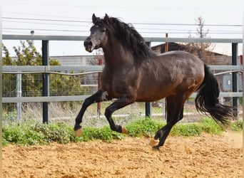 PRE, Hengst, 4 Jaar, 163 cm, Zwart