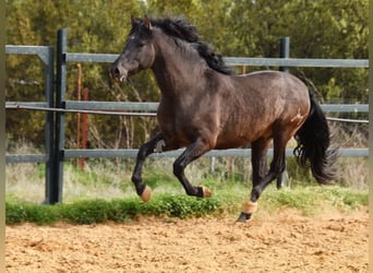 PRE, Hengst, 4 Jaar, 163 cm, Zwart