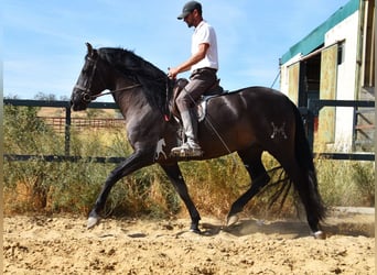 PRE, Hengst, 4 Jaar, 163 cm, Zwart