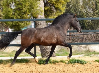 PRE, Hengst, 4 Jaar, 163 cm, Zwart