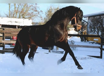 PRE, Hengst, 4 Jaar, 163 cm, Zwartbruin