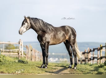 PRE Mix, Hengst, 4 Jaar, 163 cm, Zwartschimmel