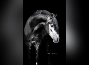 PRE Mix, Hengst, 4 Jaar, 163 cm, Zwartschimmel
