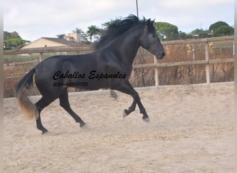 PRE, Hengst, 4 Jaar, 163 cm, Zwartschimmel