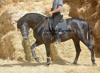 PRE Mix, Hengst, 4 Jaar, 163 cm, Zwartschimmel