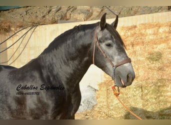 PRE Mix, Hengst, 4 Jaar, 163 cm, Zwartschimmel